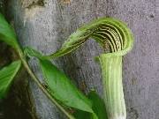 Arisaema triphyllum